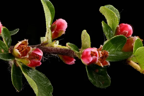 Wall Cotoneaster Cotoneaster Horizontalis Blomstã Llning Närbild — Stockfoto