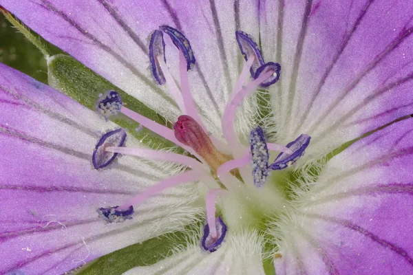 Guindaste Madeira Apos Bill Geranium Sylvaticum Pistil Stamens Closeup — Fotografia de Stock