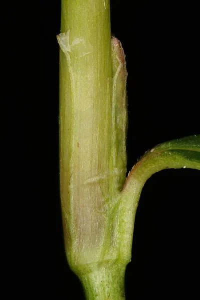 Vöröslábú Persicaria Maculosa Ocrea Közelkép — Stock Fotó