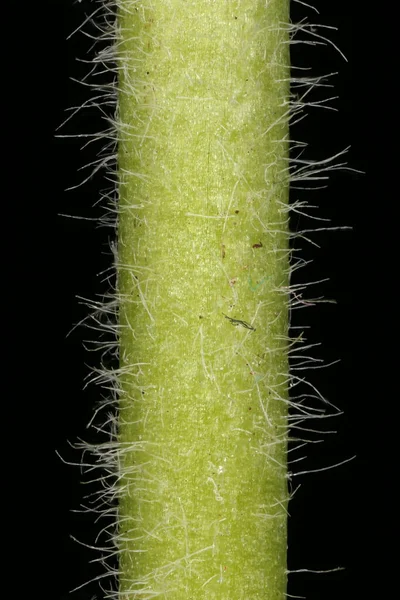 Wundklee Anthyllis Vulneraria Stammzellen Nahaufnahme — Stockfoto