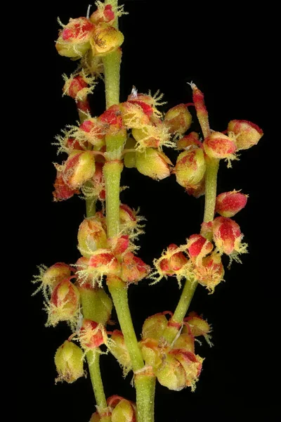 Ovinos Apos Sorrel Rumex Acetosella Inflorescência Feminina Detalhe Fechar — Fotografia de Stock