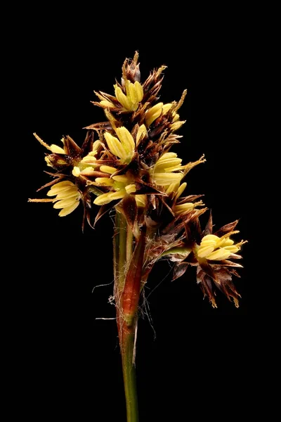 Champ Woodrush Luzula Campestris Inflorescence Détail Gros Plan — Photo