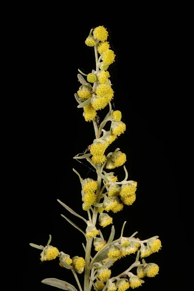 Wormwood Artemisia Absinthium Inflorescence Detay Kapatma — Stok fotoğraf