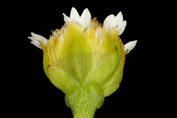 Gallant Soldier Galinsoga Parviflora Capitulum Floreciente Primer Plano — Foto de Stock
