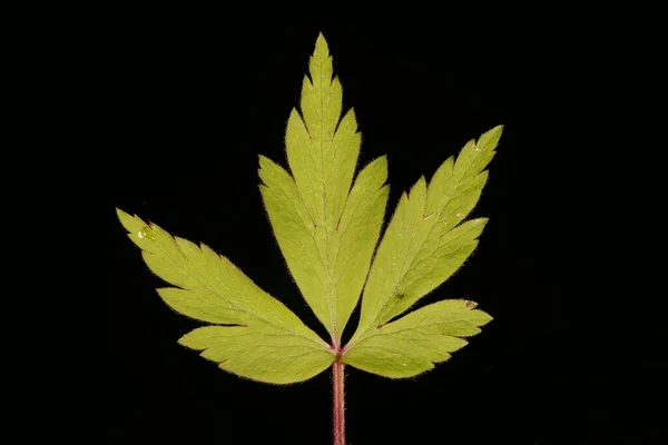 Waldwindröschen Anemone Nemorosa Blatt Nahaufnahme — Stockfoto