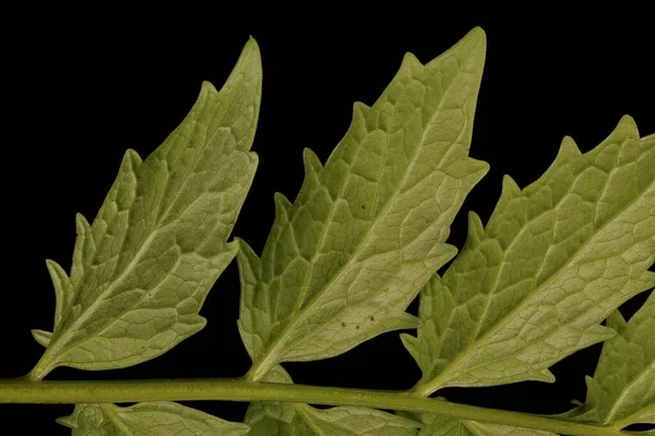 Gewöhnlicher Baldrian Valeriana Officinalis Detailaufnahme Blatt — Stockfoto