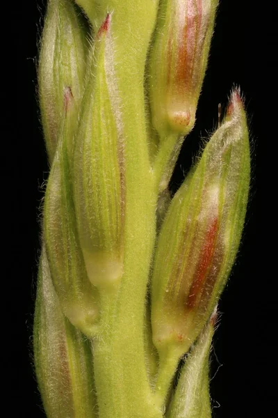 Maíz Zea Mays Flores Masculinas Primer Plano — Foto de Stock