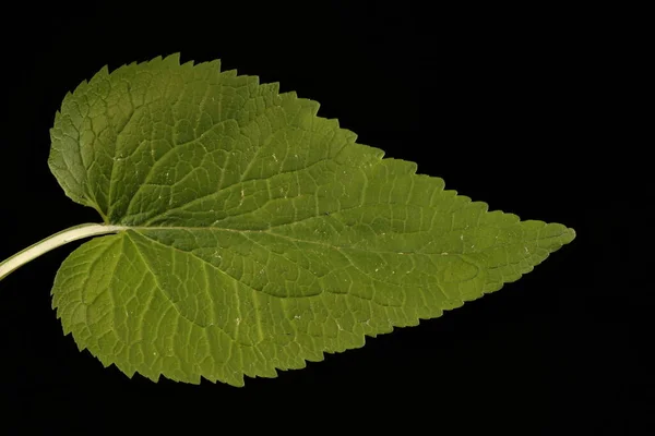 Spiked Rampion Phyteuma Spicatum Basal Leaf Närbild — Stockfoto