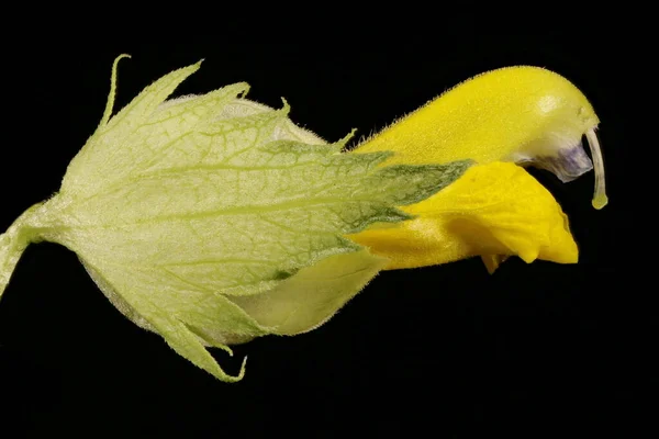 Sarı Çıngırak Rhinanthus Minor Çiçek Kapanışı — Stok fotoğraf