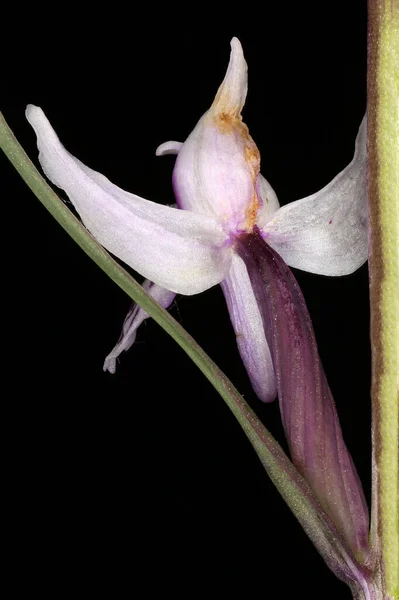 Common Spotted Orchid (Dactylorhiza fuchsii). Flower Closeup