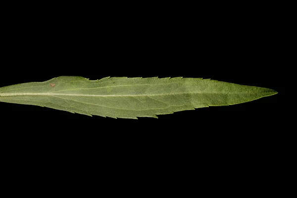 Canadian Goldenrod Solidago Canadensis Leaf Closeup — Stock Photo, Image