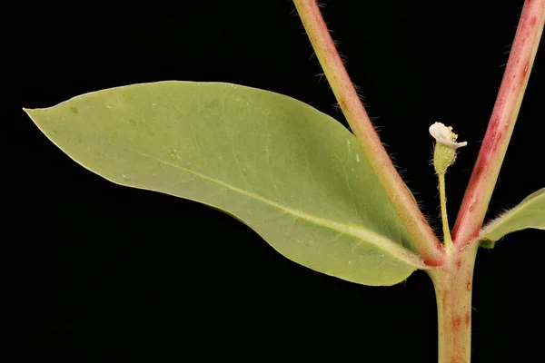 Беломордый Шпрот Euphorbia Marginata Лист Крупным Планом — стоковое фото