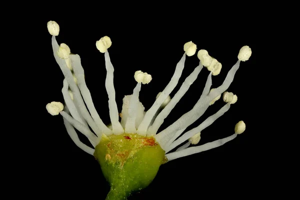 Hydrangea Japonesa Hydrangea Petiolaris Primeros Planos Flores Fértiles —  Fotos de Stock