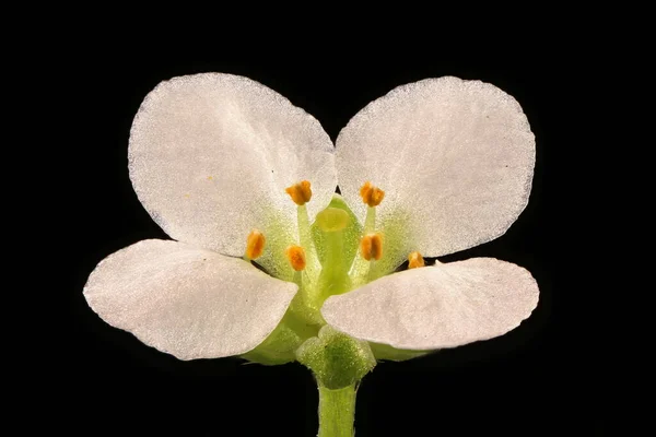 Sladká Alison Lobularia Maritima Květinový Detailní — Stock fotografie