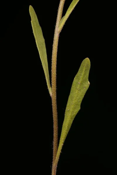 Noite Scented Stock Matthiola Longipetala Haste Folhas Closeup — Fotografia de Stock