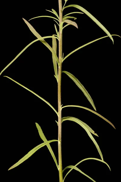 一般的なToad亜麻 Linaria Valgaris 幹と葉の閉鎖 — ストック写真