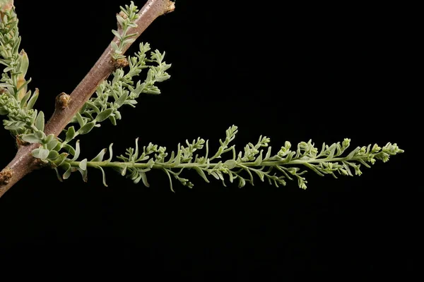 German Myricaria Myricaria Germanica Tallo Hojas Primer Plano — Foto de Stock