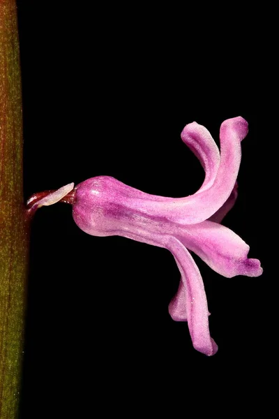 수양버들 Hyacinthus Orientalis 플라워 클로즈업 — 스톡 사진