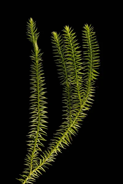Kesilmiş Clubmoss Lycopodium Nototinum Alışkanlık — Stok fotoğraf