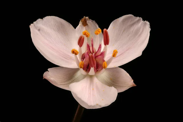 Virágzó Rush Butomus Umbellatus Virágos Közelkép — Stock Fotó