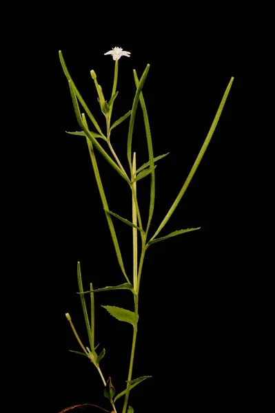Marsh Willowhere (Epilobium palustre). Enfeksiyon. Yakın çekim.