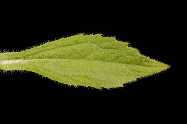 Black Eyed Susan Rudbeckia Hirta Leaf Closeup — Stock Photo, Image