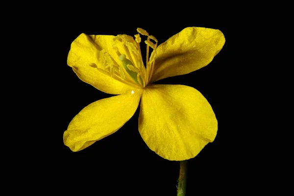 Daha Büyük Celandine Chelidonium Majus Çiçek Kapanışı — Stok fotoğraf