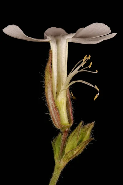 White Campion Silene Latifolia Male Flower Cross Section — Stock Photo, Image