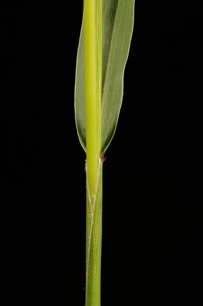 Césped Cerdas Verdes Setaria Viridis Envoltura Hoja Primer Plano —  Fotos de Stock