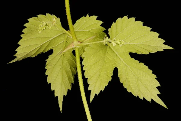 Chmiel Humulus Lupulus Zbliżenie Liści — Zdjęcie stockowe