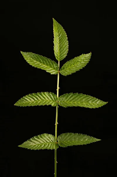 Framboesa Morango Rubus Illecebrosus Closeup Folha — Fotografia de Stock