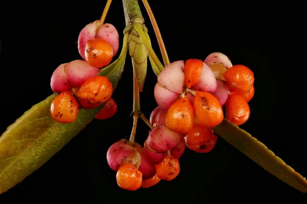 Fortune Apos Spindle Euonymus Fortunei Infructescence Closeup — Stock Photo, Image