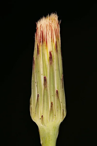 Cat Apos Ear Hypochaeris Radicata Fruiting Capitulum Closeup — Stock Photo, Image