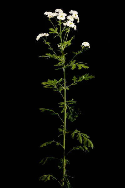 Ateş (Tanasetum partenyum). Genel alışkanlık