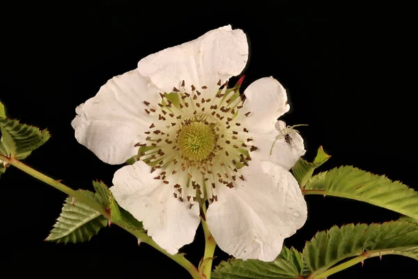 ストロベリーラズベリー Rubus Illecebrous 花の閉まり — ストック写真