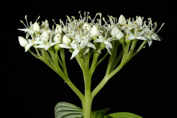 Biały Dogwood Swida Alba Kwiatostan Zbliżenie — Zdjęcie stockowe