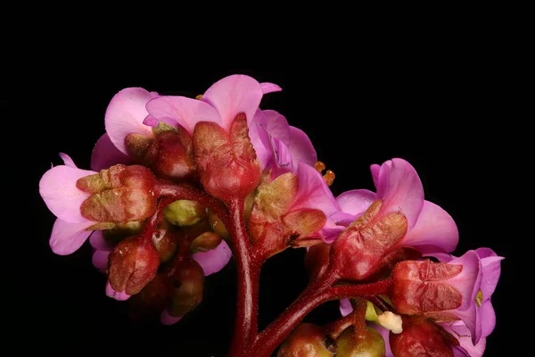 Grube Słoniowate Uszy Bergenia Crassifolia Kwiaty Zbliżenie — Zdjęcie stockowe