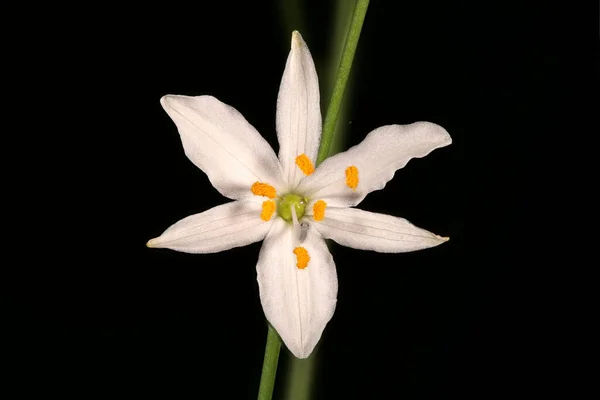 Elágazó Bernard Apos Lily Anthericum Ramosum Virágos Közelkép — Stock Fotó