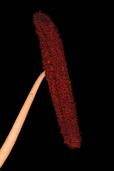 Lilia Tygrysia Lilium Lancifolium Stamen Zbliżenie — Zdjęcie stockowe