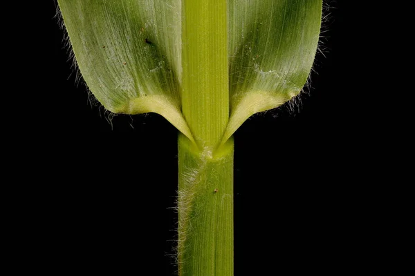 Majs Zea Mays Bladslida Närbild — Stockfoto