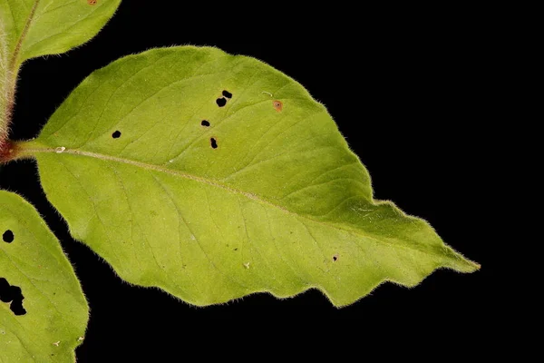 무질서 Lysimachia Puntata 클로즈업 — 스톡 사진