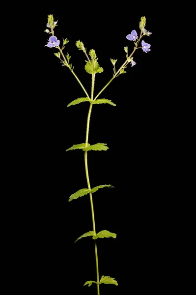 Germander Speedwell Veronica Chamaedrys Hábitos — Fotografia de Stock