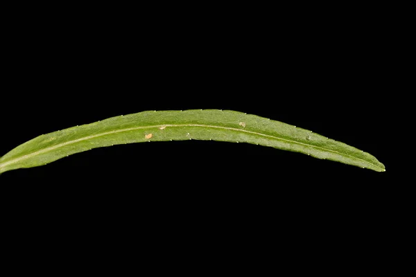 Peach Leaved Bellflower Campanula Persicifolia Leaf Closeup — Stock Photo, Image