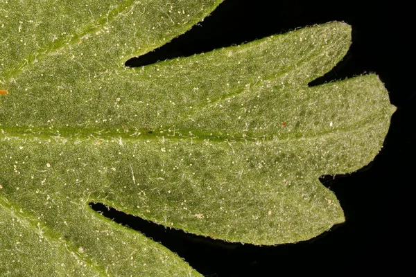 Feverfew (Tanacetum parthenium). Leaf Detail Closeup