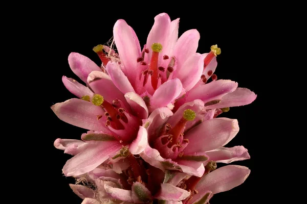 Γερμανική Myricaria Myricaria Germanica Λεπτομέρεια Αφαλάτωσης Κλείσιμο — Φωτογραφία Αρχείου