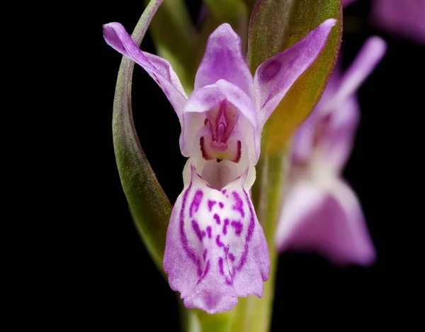 Early Marsh Orchid Dactylorhiza Incarnata Inglês Fecho Flor — Fotografia de Stock