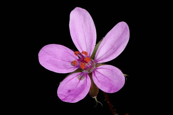 Yaygın Stork Apos Bill Erodyum Cicutarium Çiçek Kapanışı — Stok fotoğraf