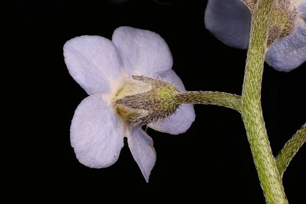 Ξύλο Forget Myosotis Sylvatica Κλείσιμο Λουλουδιού — Φωτογραφία Αρχείου