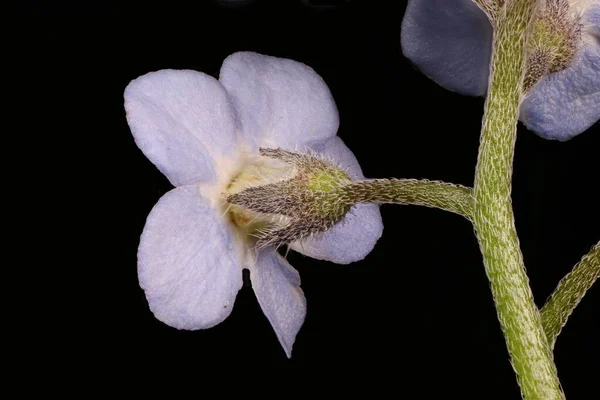 Wood Forget Myosotis Sylvatica Primo Piano Fiore — Foto Stock