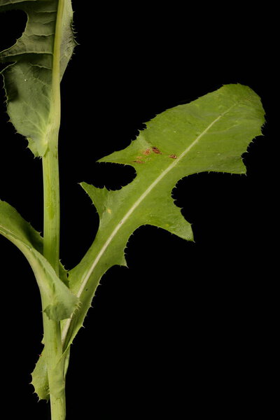 Perennial Sow-Thistle (Sonchus arvensis). Лист крупным планом